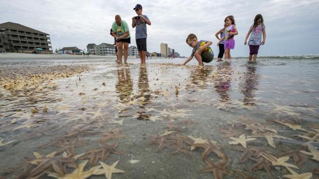 People play with starfishes as thousands of them washed ashore during low tide on Garden City Beach, S.C., Monday, June 29, 2020. (AP)
