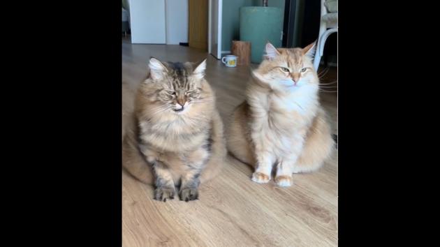 Cats Mies and Moof, eating the heat in their style. (Instagram/@miesthecat) Cats Mies and Moof, eating the heat in their style. (Instagram/@miesthecat)