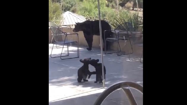 The image shows the bear cubs playing and wrestling.(Twitter/@DrJoeHanson) The image shows the bear cubs playing and wrestling.(Twitter/@DrJoeHanson)