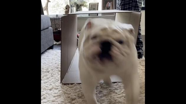 The image shows Dudley the doggo running. (Instagram/@sirbottomtooth) The image shows Dudley the doggo running. (Instagram/@sirbottomtooth)