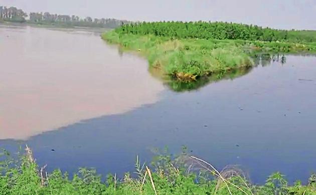 The confluence of Sutlej blackened by pollution with a relatively clean Beas at Harike.