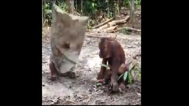 . The goofy actions of both the orangutans will definitely cure any mid-week blues you may have.(Twitter/@susantananda3) . The goofy actions of both the orangutans will definitely cure any mid-week blues you may have.(Twitter/@susantananda3)