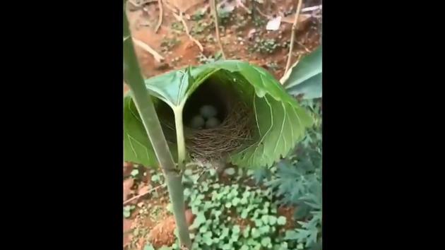 ‘Amazing architecture,’ says Twitter about this bird’s nest constructed ...