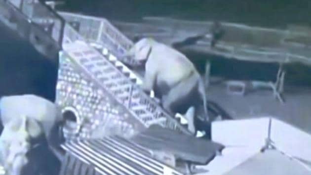 An image of the elephant climbing the steps from the video caught on CCTV.(Screengrab)