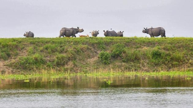 A herd of one-horn rhinoceros takes shelter on higher land inside the flooded Kaziranga National Park, Assam, Wednesday, July 1, 2020. (PTI) A herd of one-horn rhinoceros takes shelter on higher land inside the flooded Kaziranga National Park, Assam, Wednesday, July 1, 2020. (PTI)