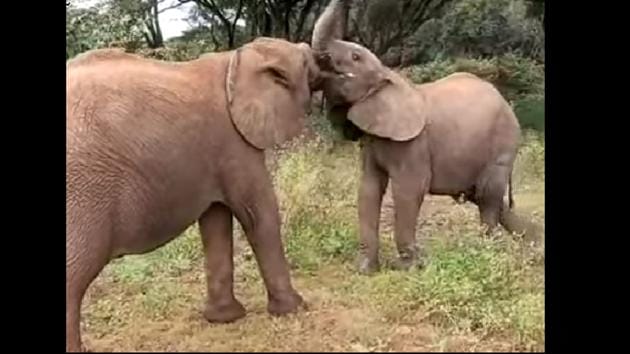 The two baby elephants playing with the twig. (Facebook/Sheldrick Wildlife Trust) The two baby elephants playing with the twig. (Facebook/Sheldrick Wildlife Trust)