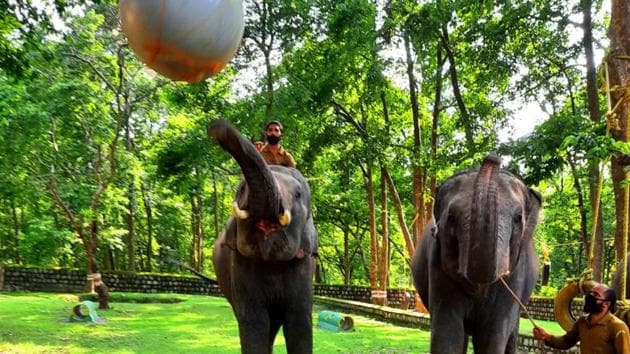 Elephants playing with a hanging ball at the new elephant gym inside Rajaji Tiger Reserve in Uttarakhand.(HT Photo)