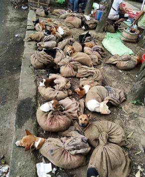 This picture went viral on social media recently, and garnered the attention of animal lovers to speak up against it.(Photo: Twitter) This picture went viral on social media recently, and garnered the attention of animal lovers to speak up against it.(Photo: Twitter)