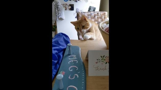 The image shows Cooper, the cat, looking at a blue coloured coat rack.(Reddit/@heynonglady)