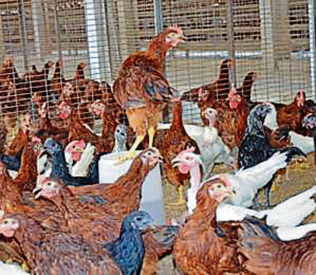 In summer, poultry birds consume less feed and more water, due to which their growth rate, egg production, eggshell quality, hatchability are adversely affected (HT PHOTO) In summer, poultry birds consume less feed and more water, due to which their growth rate, egg production, eggshell quality, hatchability are adversely affected (HT PHOTO)