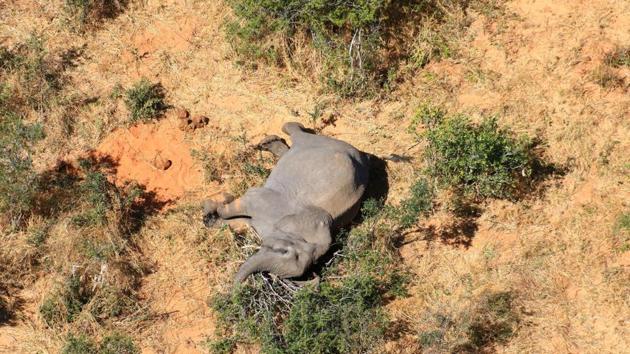 A dead elephant is seen in this undated handout image in Okavango Delta, Botswana. (via REUTERS) A dead elephant is seen in this undated handout image in Okavango Delta, Botswana. (via REUTERS)