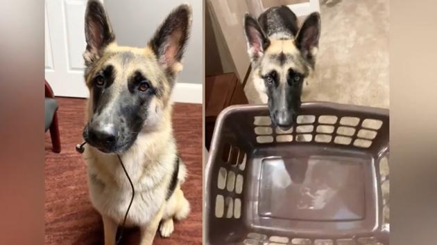 Anya the helpful doggo holding a charging chord and a basket to hand to her hooman. (Instagram/@anyathegsd) Anya the helpful doggo holding a charging chord and a basket to hand to her hooman. (Instagram/@anyathegsd)