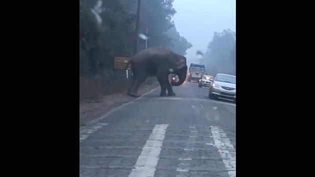 The elephant trying to cross the road. (Twitter/@verma_akash) The elephant trying to cross the road. (Twitter/@verma_akash)