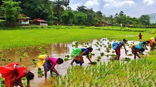 Around 140,000 such groups would be formed with each group comprising five farmers. Around 70,000 groups will get farm loans under the scheme this year. (Photo: Praful Gangurde)