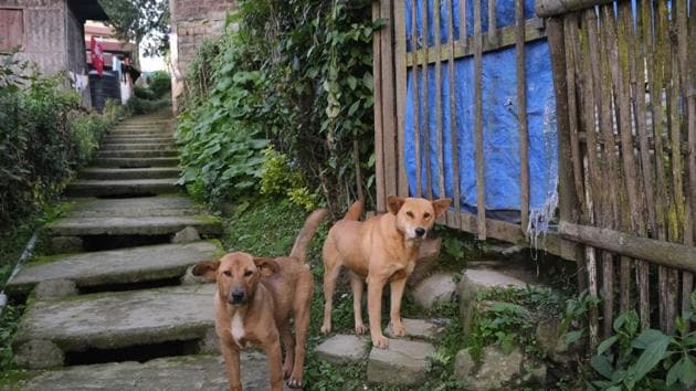 In a statement issued on Friday, Humane Society International and People For Animals, two other organisations demanding end to dog meat sale in Nagaland, welcomed the Nagaland government move as a ‘major turning point’ to end cruelty against dogs.(AP Photo. Representative image)