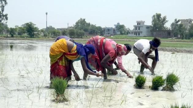 Labourers planting paddy sapling on the outskirts of Jalandhar.(ANI/ Representative Image)