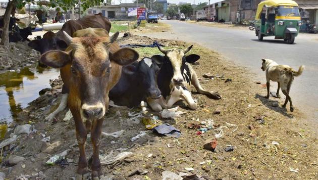 Stray cattle basking on the side of Humbran road in Ludhiana on Saturday.(Gurpreet Singh/HT)