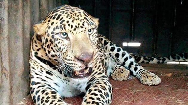 Nine leopards trapped in Nashik in past eight months | Mumbai news ...