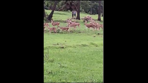 The video shows the herd of deer happily running around in an area near River Mithi in Mumbai.(Facebook/@Afroz Shah) The video shows the herd of deer happily running around in an area near River Mithi in Mumbai.(Facebook/@Afroz Shah)