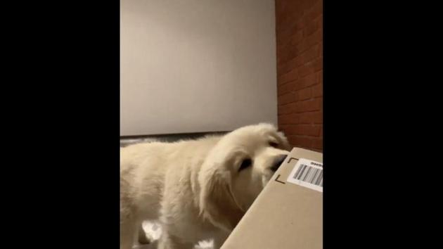 The image shows Ace, the doggo with a parcel. (Instagram/@ace.thegoldy) The image shows Ace, the doggo with a parcel. (Instagram/@ace.thegoldy)