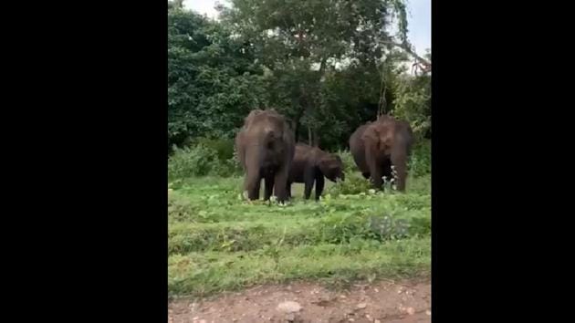 The elephants were spotted at the Mudumalai National Park, situated on the North-West side of Nilgiri hills. (Twitter/@supriyasahuias) The elephants were spotted at the Mudumalai National Park, situated on the North-West side of Nilgiri hills. (Twitter/@supriyasahuias)