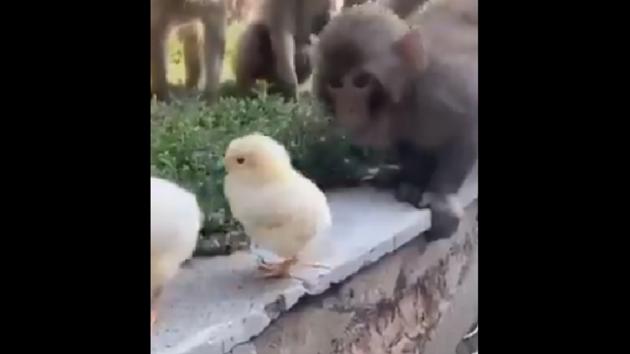 The monkeys are seen inspecting the two fluffy birds curiously.(Twitter/@susantananda3)
