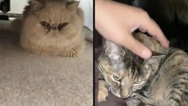 The image shows two cats. (Screengrab) The image shows two cats. (Screengrab)
