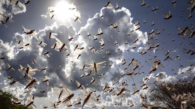 Crunch, crunch: Africa’s locust outbreak is far from over | World News ...