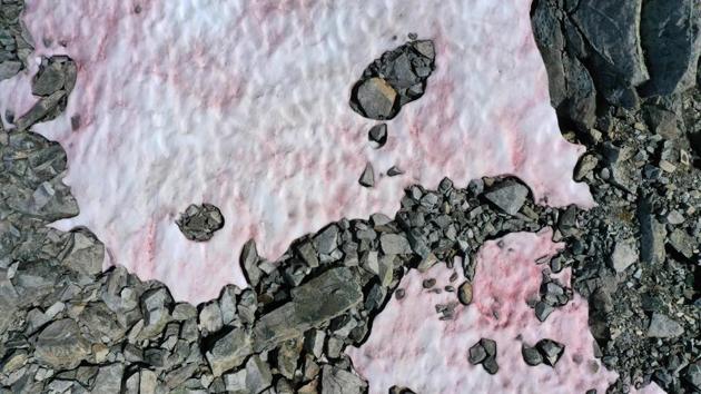 An aerial picture taken on July 3, 2020 above the Presena glacier near Pellizzano , shows pink colored snow, supposedly due to the presence of colonies of algae of the species Ancylonela nordenskioeldii from Greenland. (AFP) An aerial picture taken on July 3, 2020 above the Presena glacier near Pellizzano , shows pink colored snow, supposedly due to the presence of colonies of algae of the species Ancylonela nordenskioeldii from Greenland. (AFP)
