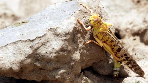 A locust seen on an open field, at Khudan, in Machharoli village, Jhajjar, Haryana.(Manoj Dhaka/ HindustanTimes)