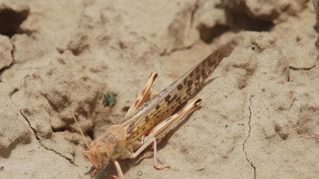 The UN’s Food and Agricultural Organisation (FAO) has said locust invasions from Africa, the worst in 70 years, pose a “serious” risk to the country’s agriculture.(Manoj Dhaka/HT file photo) The UN’s Food and Agricultural Organisation (FAO) has said locust invasions from Africa, the worst in 70 years, pose a “serious” risk to the country’s agriculture.(Manoj Dhaka/HT file photo)