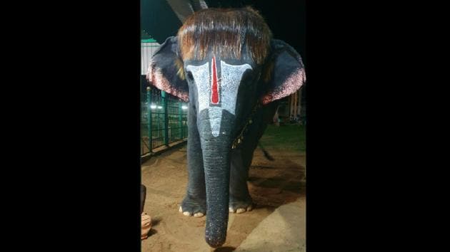 Famously known as ‘Bob-cut Sengamalam’ this elephant has a huge fan club just for her hair style. (Twitter) Famously known as ‘Bob-cut Sengamalam’ this elephant has a huge fan club just for her hair style. (Twitter)