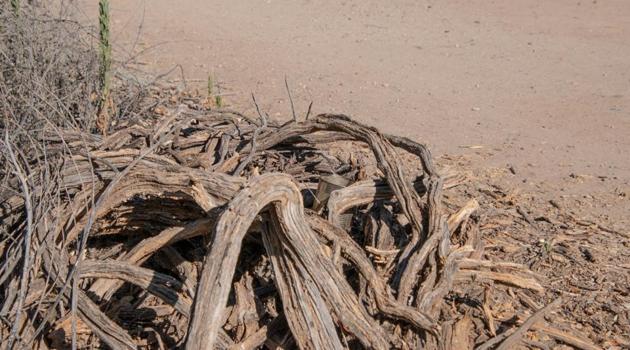There’s a lizard hiding in this picture. Can you find it? (Twitter/@Afro_Herper) There’s a lizard hiding in this picture. Can you find it? (Twitter/@Afro_Herper)