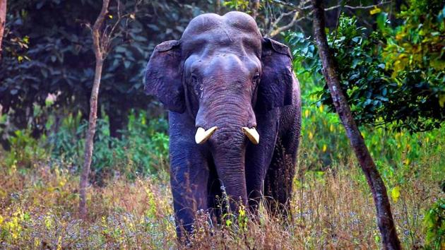 The researchers are trying to find out where the elephants spend time during the day so that a plan on tranquilising and radio-collaring them can be formulated. The elephants usually come out at night, when radio-collaring the animal is difficult. (HT photo)