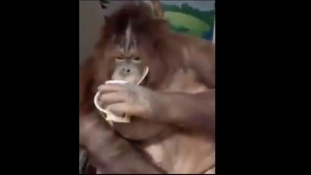 Just after a few seconds, the facial expression of the orangutan changes as it grins at the camera.(Twitter/@susantananda3) Just after a few seconds, the facial expression of the orangutan changes as it grins at the camera.(Twitter/@susantananda3)