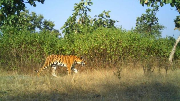 T1C2, now a sub-adult tigress, aged two-and-a-half years, has been kept in captivity in a 4.5-hectare (ha) area in Pench Tiger Reserve since December 22, 2018. (Maharashtra Forest Department) T1C2, now a sub-adult tigress, aged two-and-a-half years, has been kept in captivity in a 4.5-hectare (ha) area in Pench Tiger Reserve since December 22, 2018. (Maharashtra Forest Department)