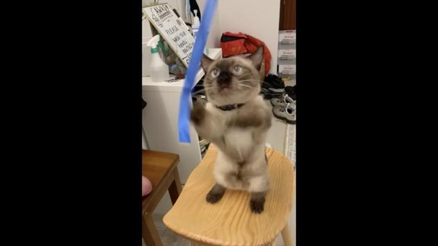 The image shows a cat named Sir Bruno Stumpkins. (Reddit/@kokonadun) The image shows a cat named Sir Bruno Stumpkins. (Reddit/@kokonadun)