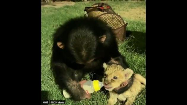 The image shows the primate feeding the lion cub. (Screengrab) The image shows the primate feeding the lion cub. (Screengrab)