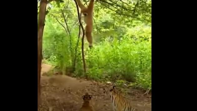 The clip ends with the two cubs looking at the gibbon.(Twitter/@susantananda3) The clip ends with the two cubs looking at the gibbon.(Twitter/@susantananda3)