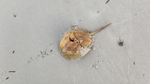 Horseshoe crabs’ milky-blue blood is the only known natural source of limulus amebocyte lysate (LAL).(Unsplash)