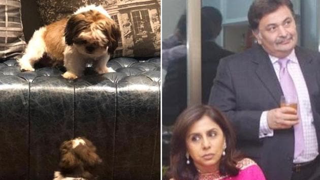 Neetu Kapoor shared a new picture of her pets.