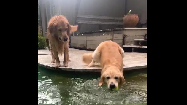 Sophie and Holden all set for some pool time. (Instagram/@holdenthegolden_) Sophie and Holden all set for some pool time. (Instagram/@holdenthegolden_)