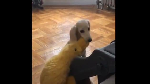 Just as Thor’s about to enjoy the toy, it slips. (Twitter/@dog_rates) Just as Thor’s about to enjoy the toy, it slips. (Twitter/@dog_rates)