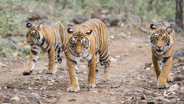 Rajasthan Has More Inbred Tigers Than Any Other State In India Research Latest News India Hindustan Times