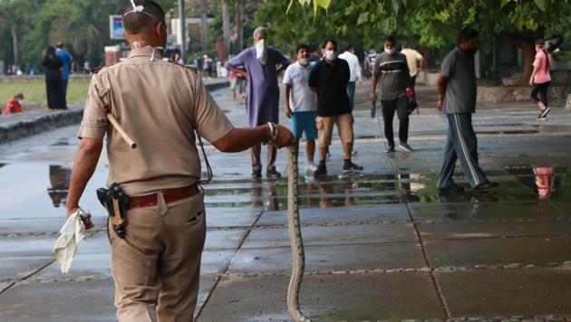 A cop holds a snake found inside the Sukhna Lake Cafeteria, in Chandigarh, India, on Sunday, June 21, 2020. The snake was later released in the nearby forest area. (Photo: Keshav Singh/ HT) A cop holds a snake found inside the Sukhna Lake Cafeteria, in Chandigarh, India, on Sunday, June 21, 2020. The snake was later released in the nearby forest area. (Photo: Keshav Singh/ HT)