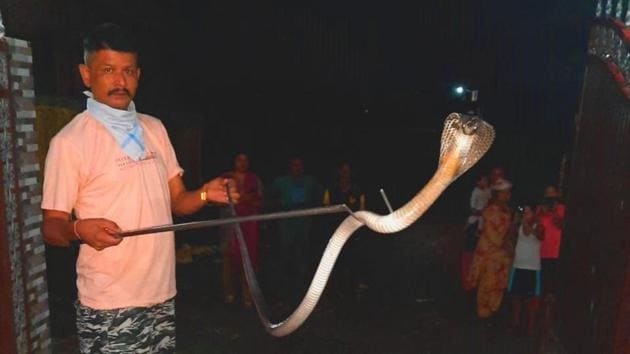 Rare spectacled cobra rescued by forest department officials in Dehradun.(HT Photo)