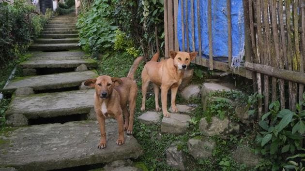 Dogs stand by a flight of stairs outside their house in Kohima, capital of the northeastern Indian state of Nagaland.(AP Photo/Yirmiyan Arthur) Dogs stand by a flight of stairs outside their house in Kohima, capital of the northeastern Indian state of Nagaland.(AP Photo/Yirmiyan Arthur)