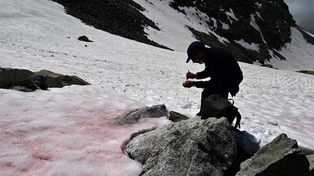 A researcher at CNR (National Research Council) takes samples of the pink snow. Normally ice reflects more than 80 percent of the sun’s radiation back into the atmosphere, but as algae appear, they darken the ice so that it absorbs the heat and melts more quickly. Melting ice gives them vital water and air meanwhile adding red hues to the white ice. (Miguel Medina / AFP)