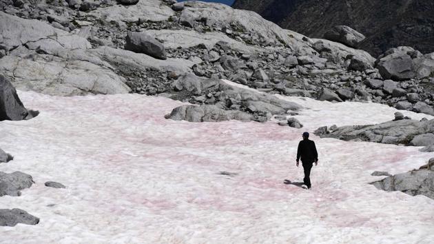 A man is seen walking on the pink coloured glacial ice on July 04. The origin of the alga is debated; however, Biagio Di Mauro of Italy’s National Research Council believes that the pink snow observed on parts of the Presena glacier is likely caused by the plant Ancylonema nordenskioeldii, also found in the ‘Dark-zone’ of Greenland where the ice is rapidly melting. (Miguel Medina / AFP)