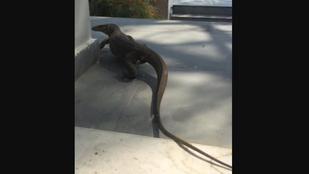 The image shows the monitor lizard in a house in Delhi.(Twitter/@hgsdhaliwalips)